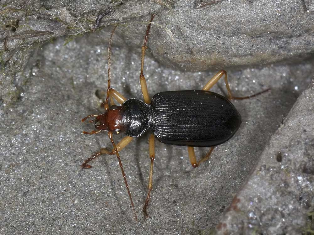 Nebria picicornis